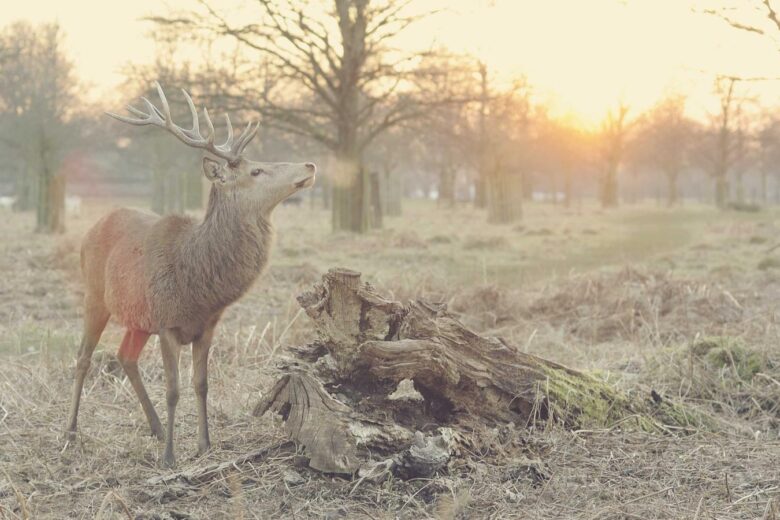 Profissional freelancer organizando propostas e tarefas em laptop para conquistar os primeiros clientes remotos