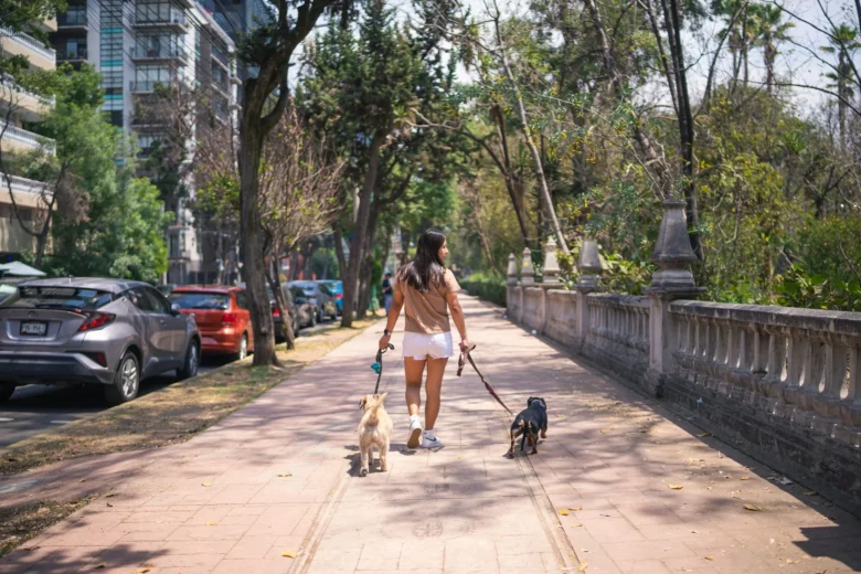 Dog walker profissional caminhando com dois cães de porte médio presos por coleiras em uma calçada de bairro arborizado